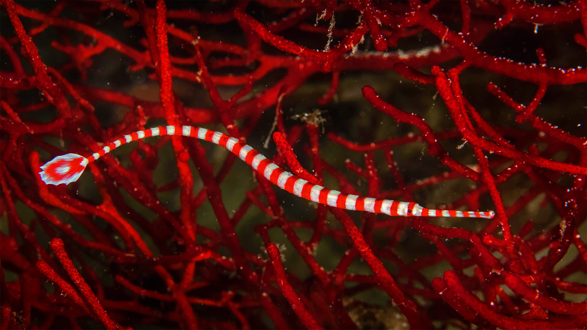 莫阿尔博阿尔附近的带纹矛吻海龙，菲律宾 (© Jenna Szerlag/Alamy)(Bing China)