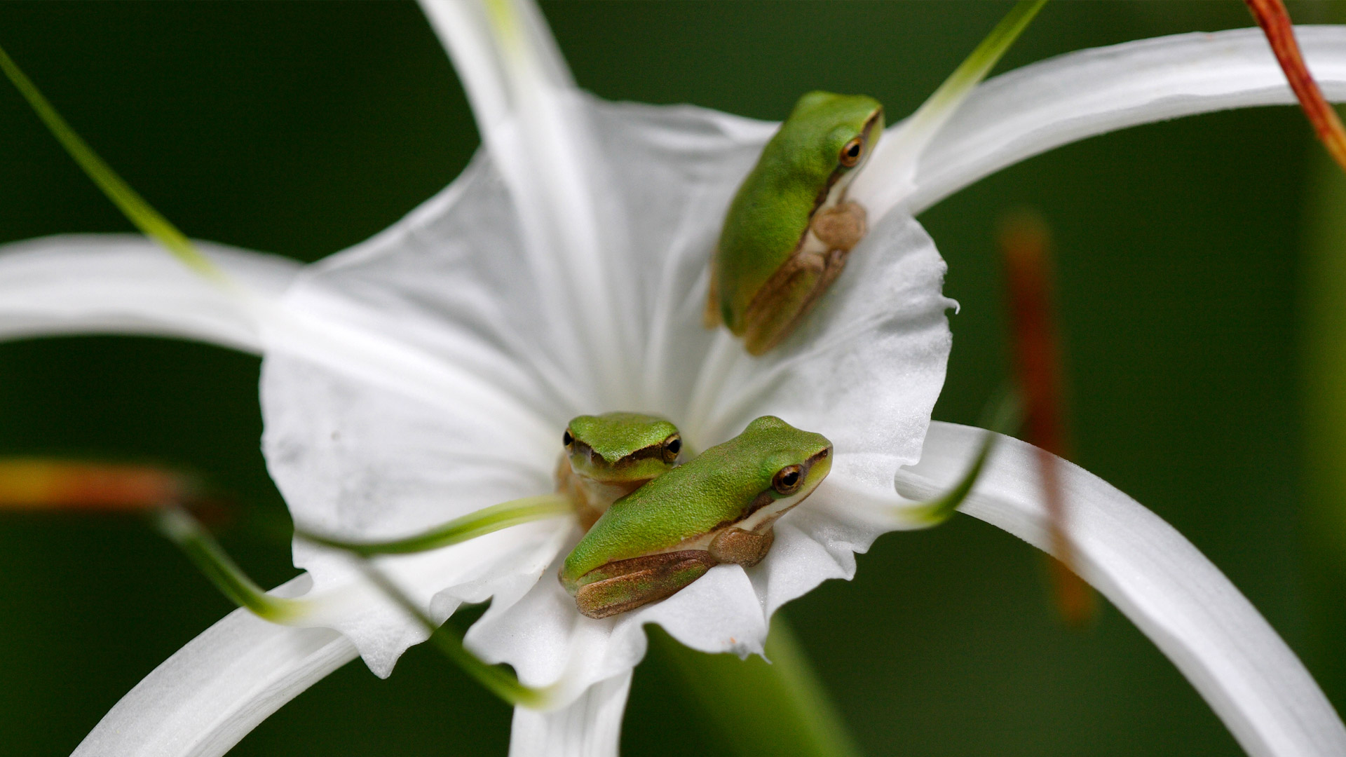 Eastern Sedgefrog (Litoria fallax) sheltering in a flower, Queensland (© Neil Bowman/Minden Pictures)(Bing Australia)