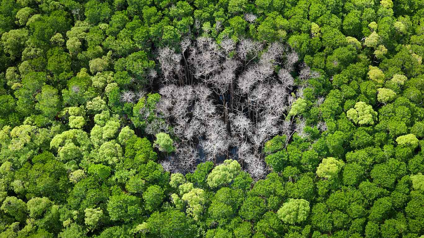 澳大利亚昆士兰极北部，丹特里国家公园中被雷击的热带雨林 (© Peter Adams/plainpicture)(Bing China)