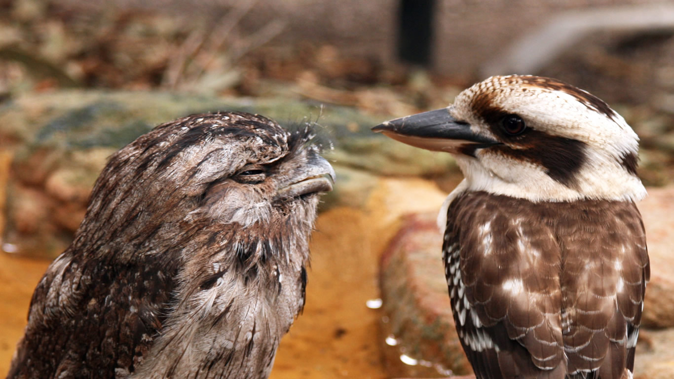 Tawny frogmouth and kookaburra (© AlexandraPhotos/Moment/Getty Images)(Bing Australia)