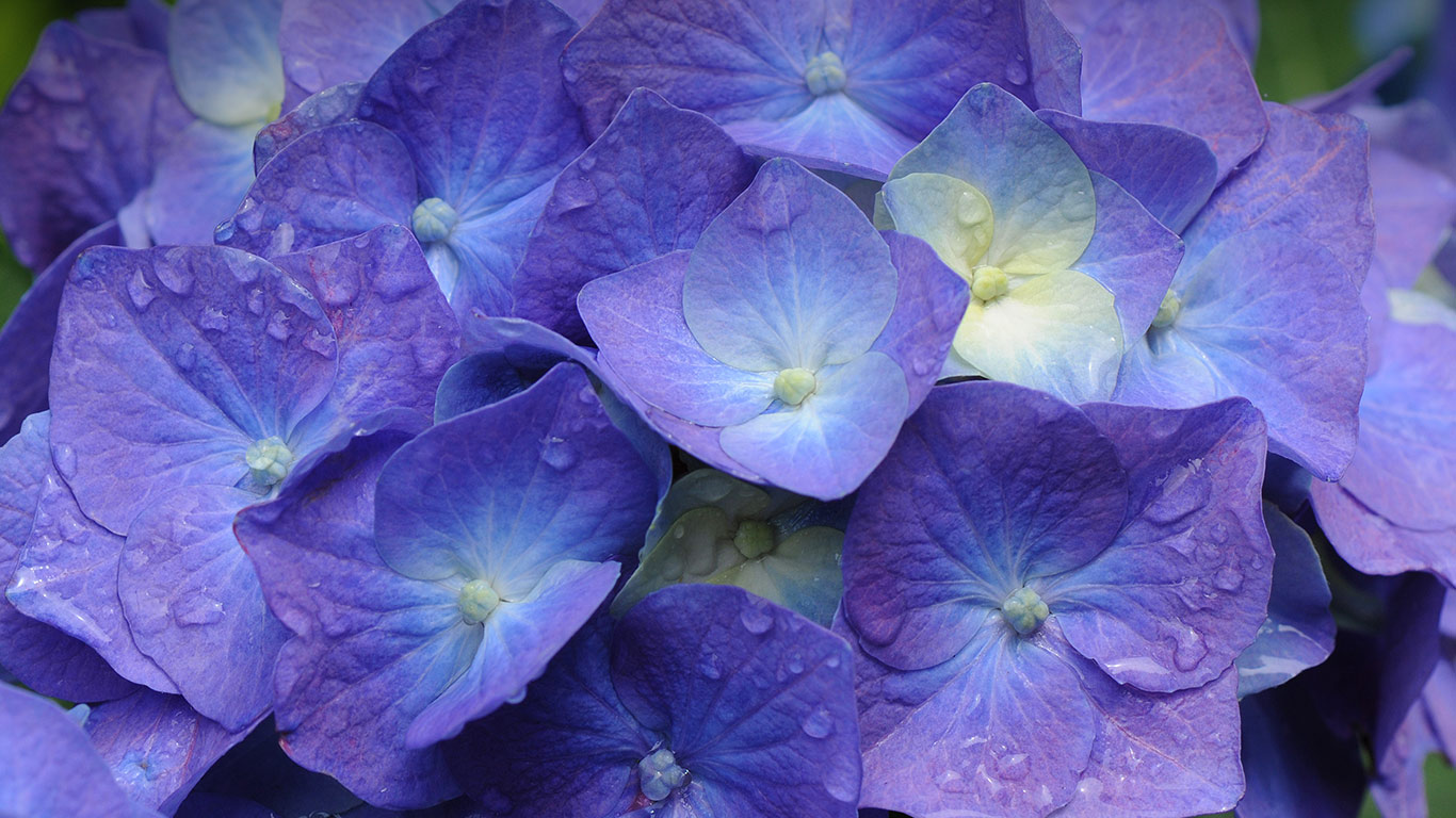 ｢アジサイ｣ (© yuhorakushin/Getty Images)(Bing Japan)