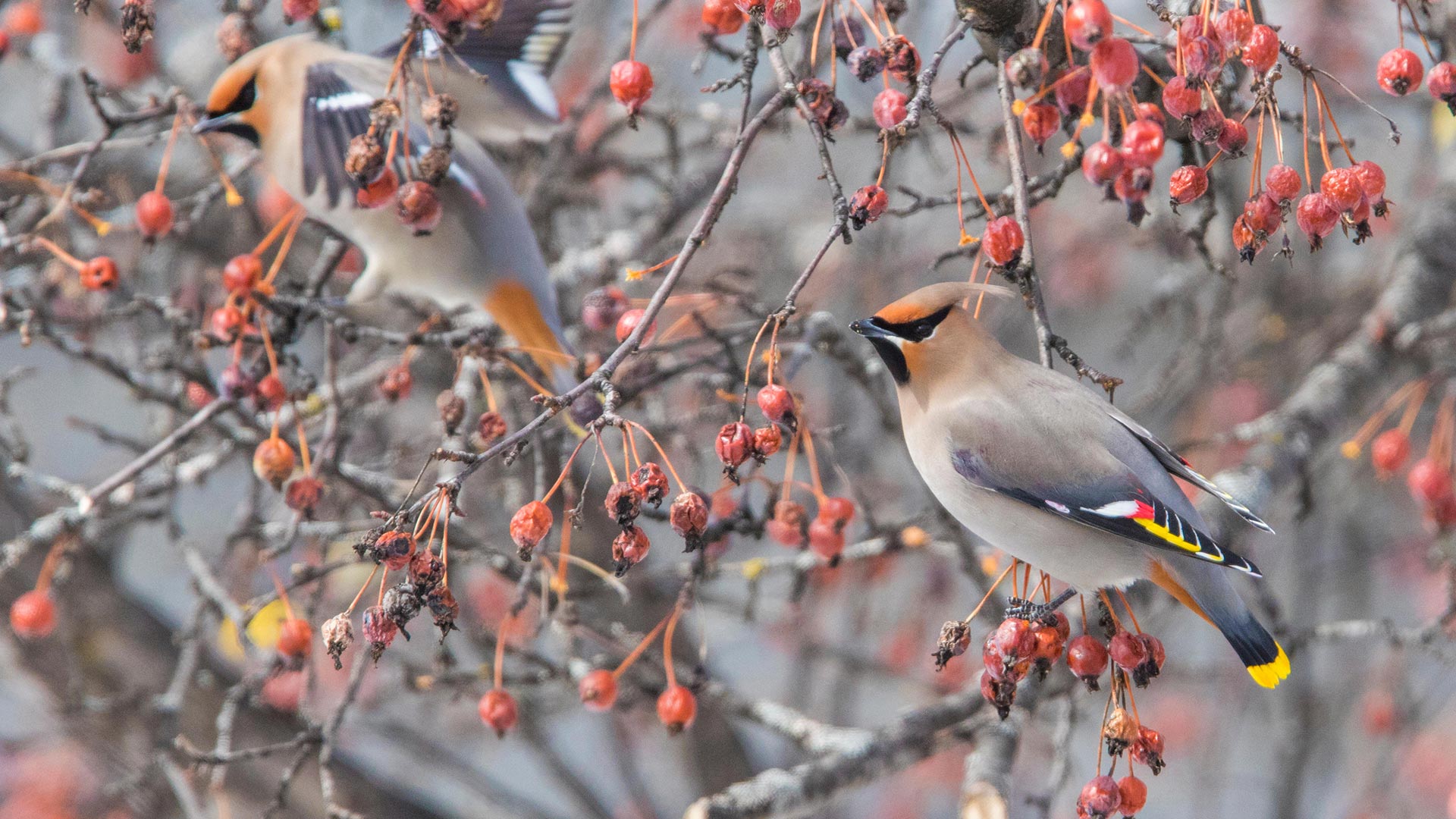 枝头上的太平鸟（北美亚种），加拿大 (© Mircea Costina/Alamy)(Bing China)