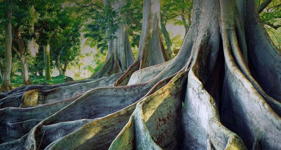 Giant Ficus trees at the National Tropical Botanical Garden on the island of Kauai, Hawaii -- SIME / eStock Photo &copy; (Bing Canada)