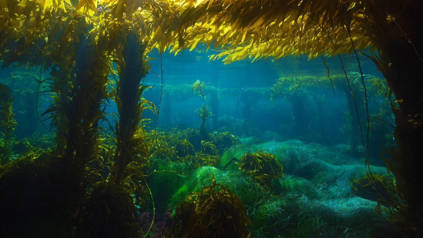 圣克利门蒂岛附近的巨型海藻森林，美国加利福尼亚州 (© Richard Hermann/Visuals Unlimited, Inc.)(Bing China)