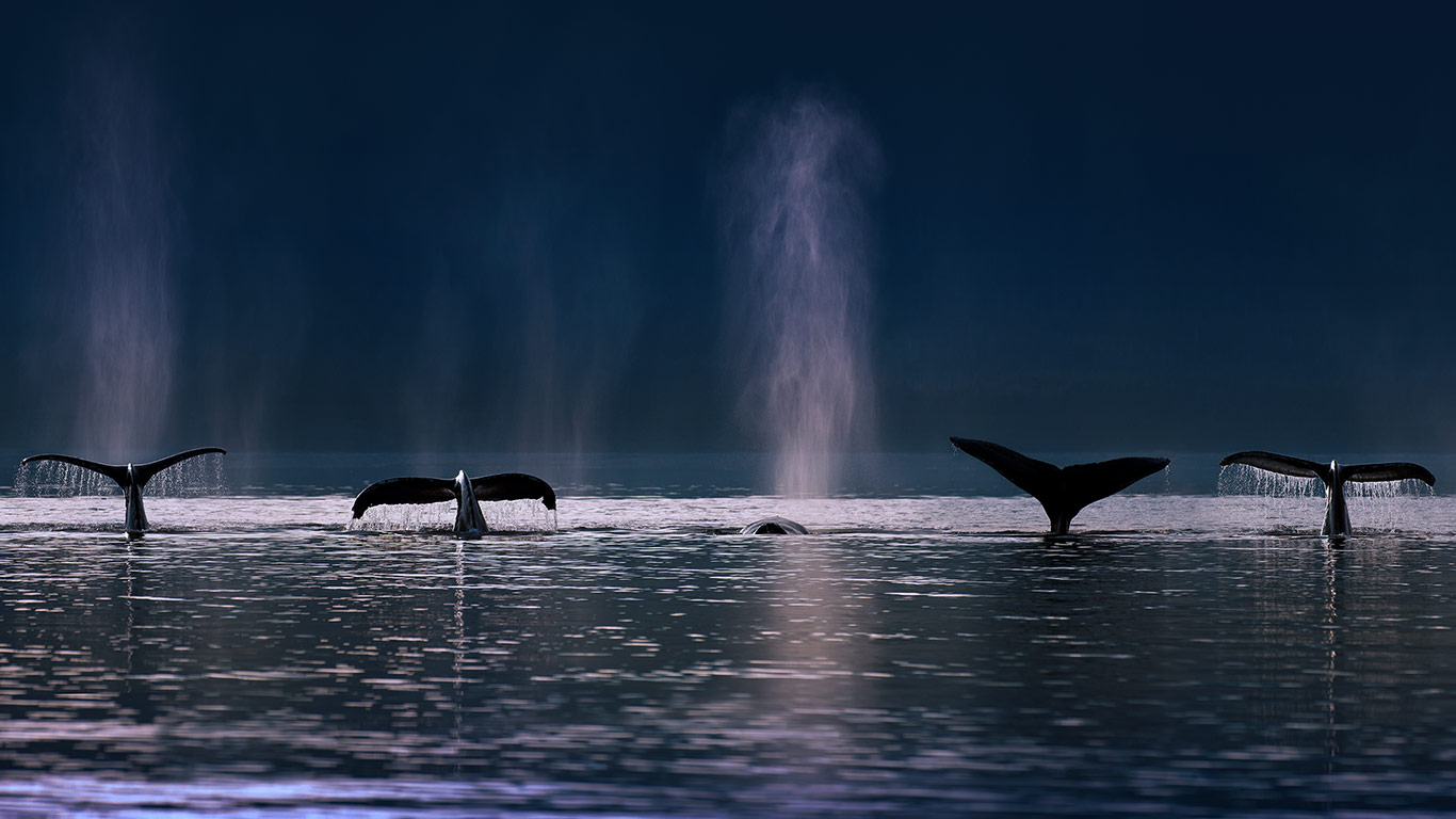 美国阿拉斯加州，座头鲸 (© AlaskaStock/Masterfile)(Bing China)