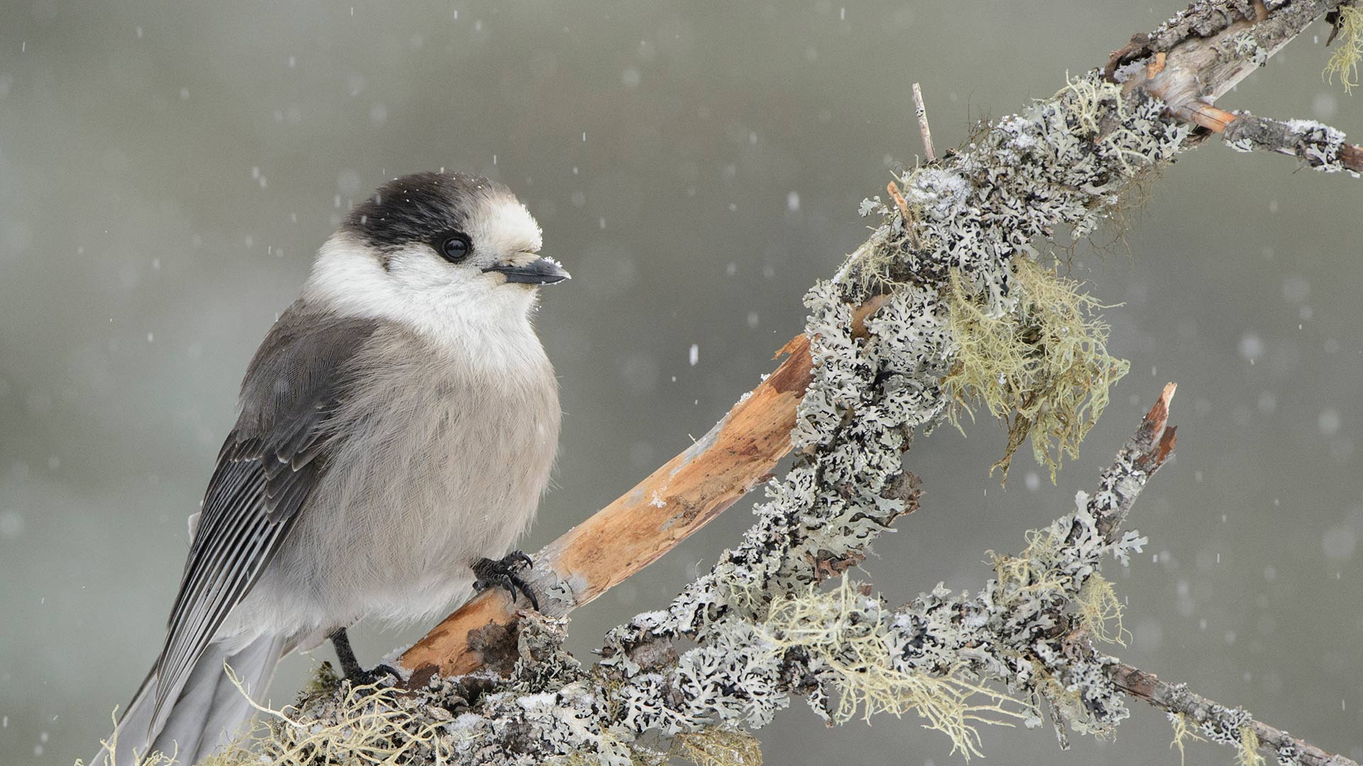 Canada Jay (Perisoreus canadensis) in light snowfall, Ontario (© Alan Murphy/Minden Pictures)(Bing Canada)