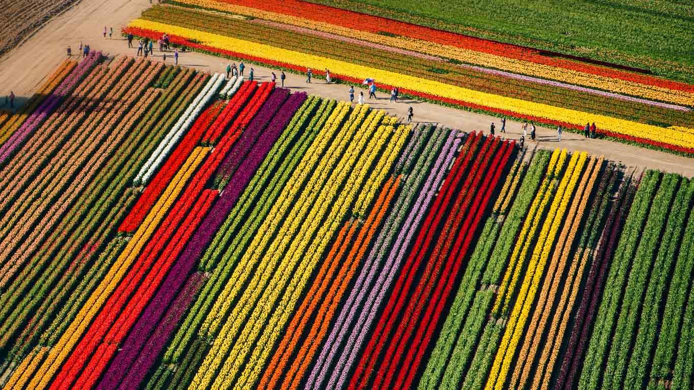 弗农山上绽放的郁金香，华盛顿 (© Pete Saloutos/plainpicture)(Bing China)