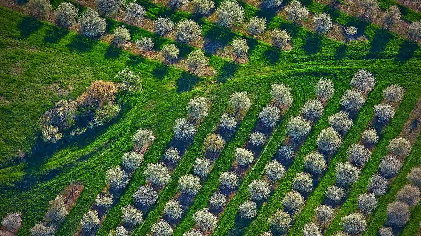 Cherry orchards bloom in Mason County, Michigan (© Jeffrey Wickett/SuperStock)(Bing United States)