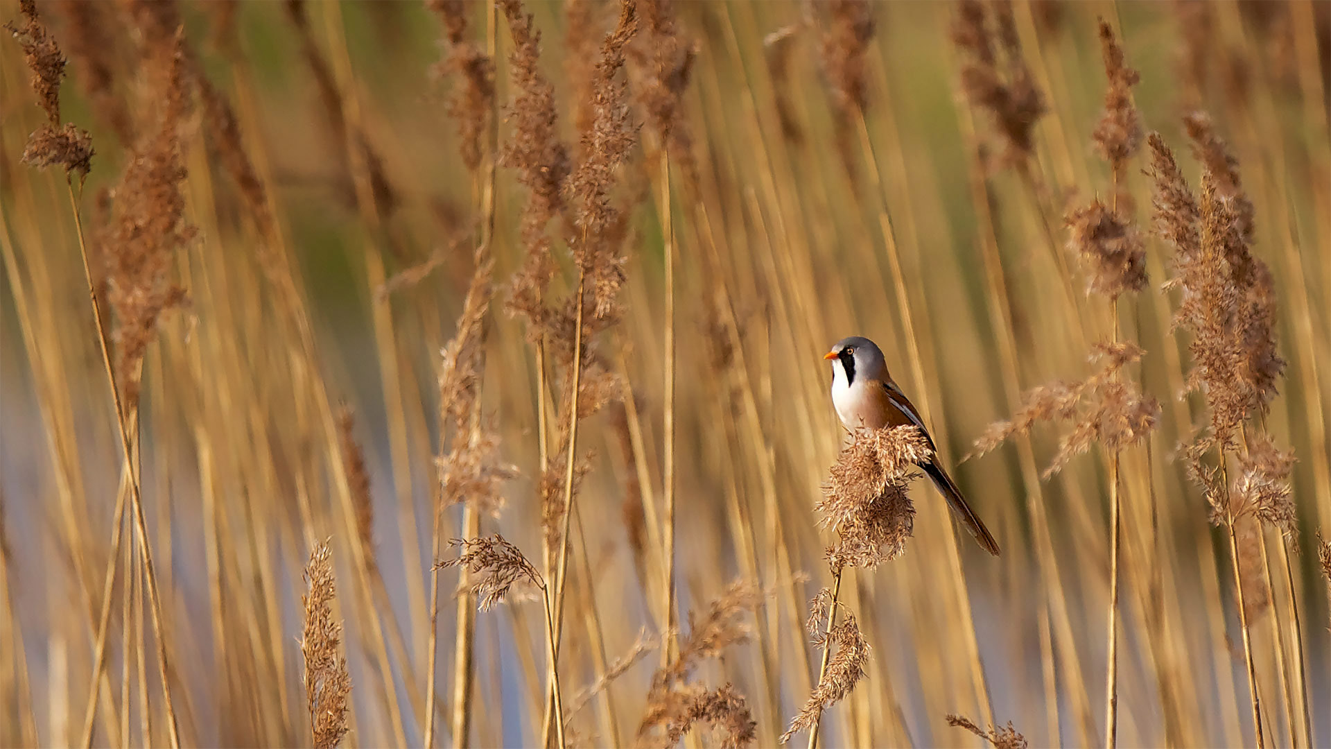 埃尔姆利国家自然保护区里的一只文须雀，英格兰肯特郡 (© Mark Bridger/Offset by Shutterstock)(Bing China)