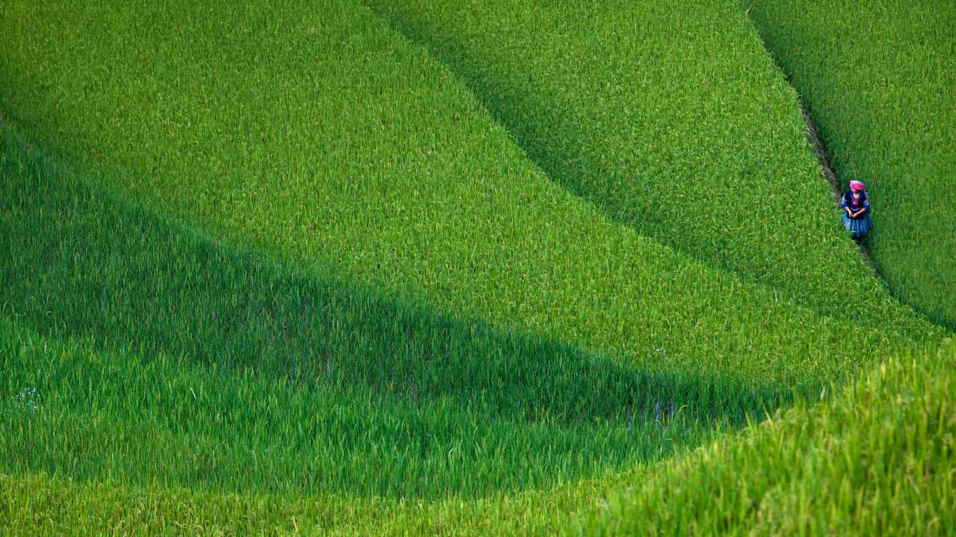 Woman walking across rice terrace, Yen Bai, Vietnam (© Lethang Photography/Getty Images)(Bing New Zealand)
