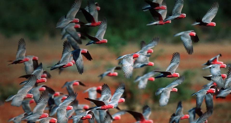 澳大利亚的玫瑰鹦鹉 -- Martin Harvey/Cobris &copy; (Bing China)