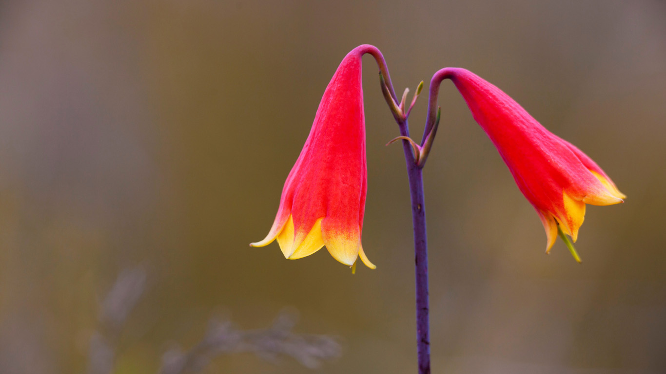 Large-flowered Christmas Bell at Gibraltar Range National Park in New South Wales, Australia (© NHPA/Superstock)(Bing Australia)